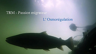 Acte 2  PASSION MIGRATEUR