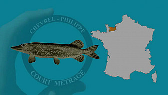 Le Brochet, son approche