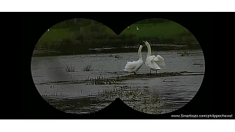 Approche de la Nature : Les Prémices amoureux du Cygne