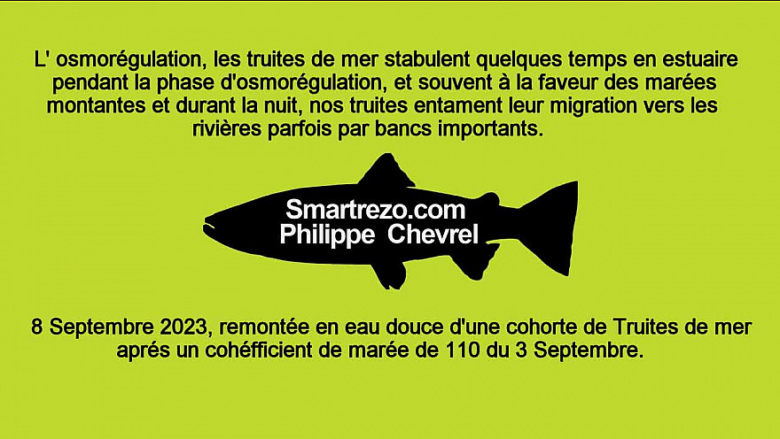 Cohorte de Truites de mer. Septembre 2023