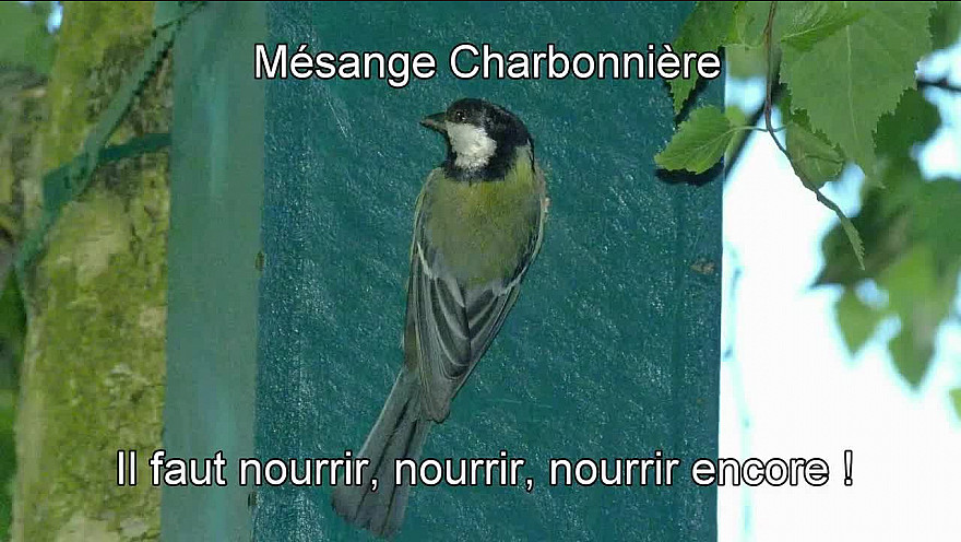 MESANGES CHARBONNIERES