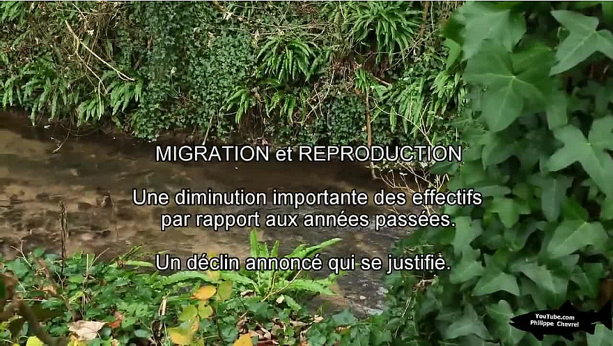 MIGRATION et REPRODUCTION  Partie 1