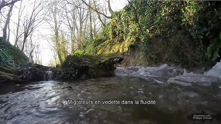 Migrateus IN FOCUS dans la fluidité