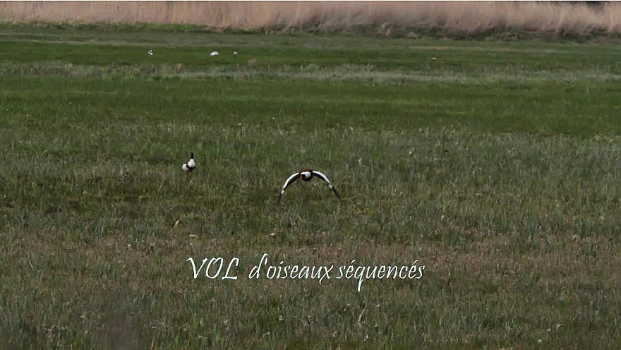 Vol d’oiseaux séquencés